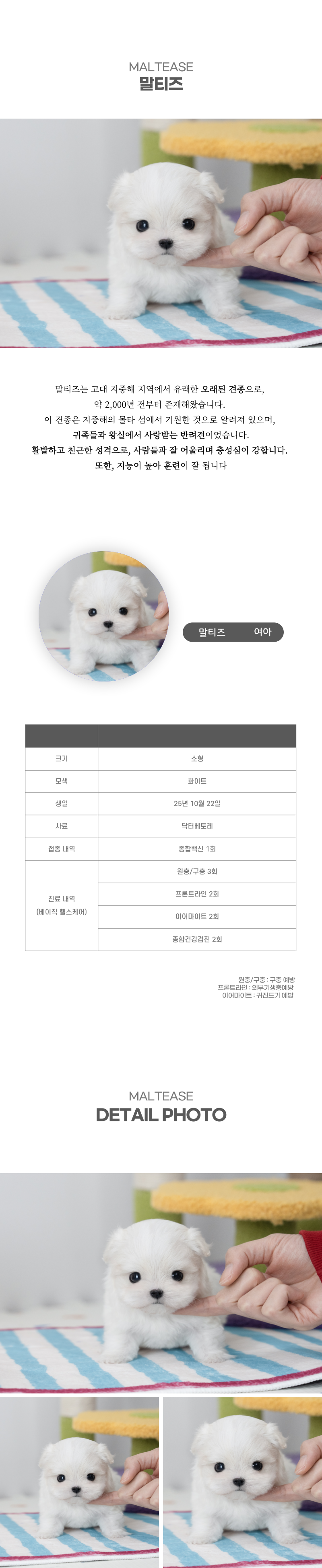 말티즈_상세이미지_2